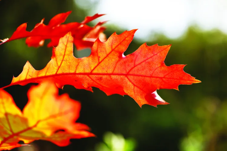 Storm-battered oaks face second threat